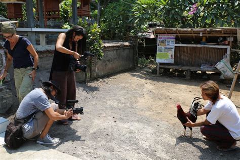 Tajen – A sensory ethnography on the Balinese cockfight.